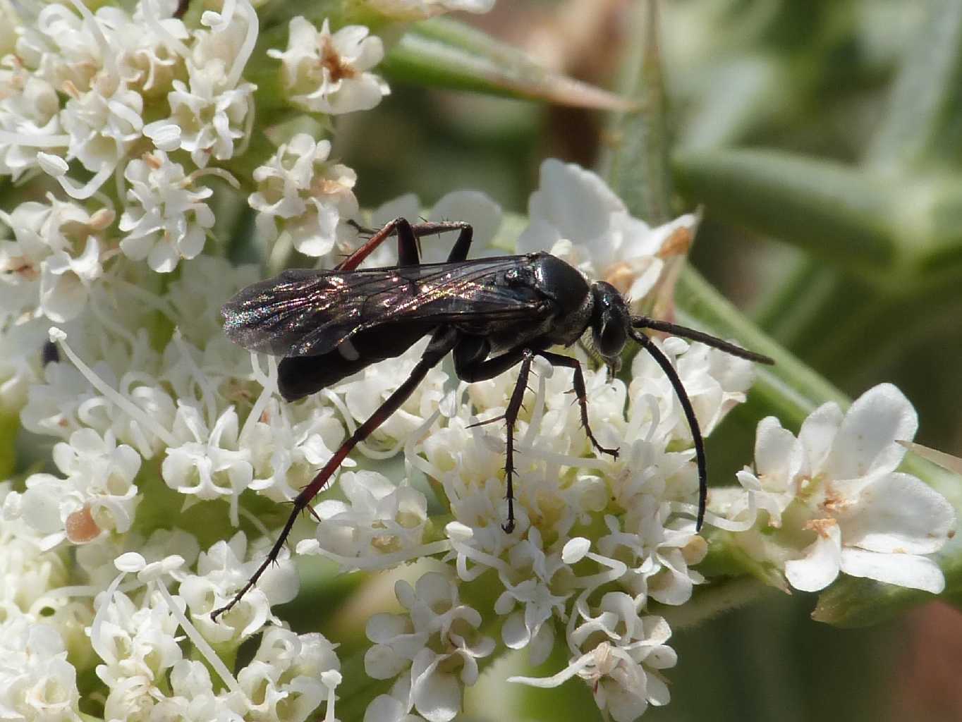 Piccolo Pompilidae